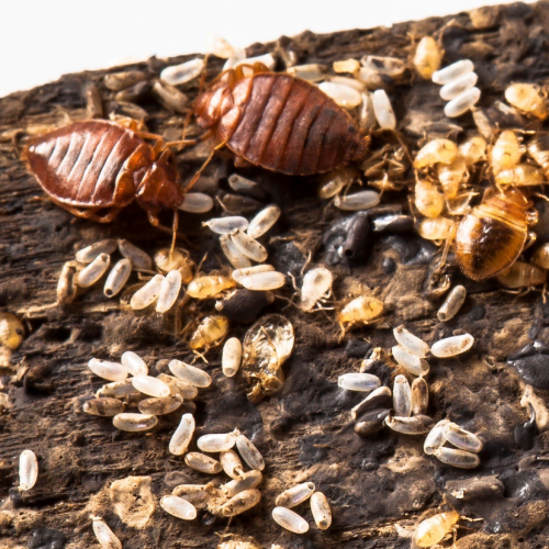 bed bugs come from