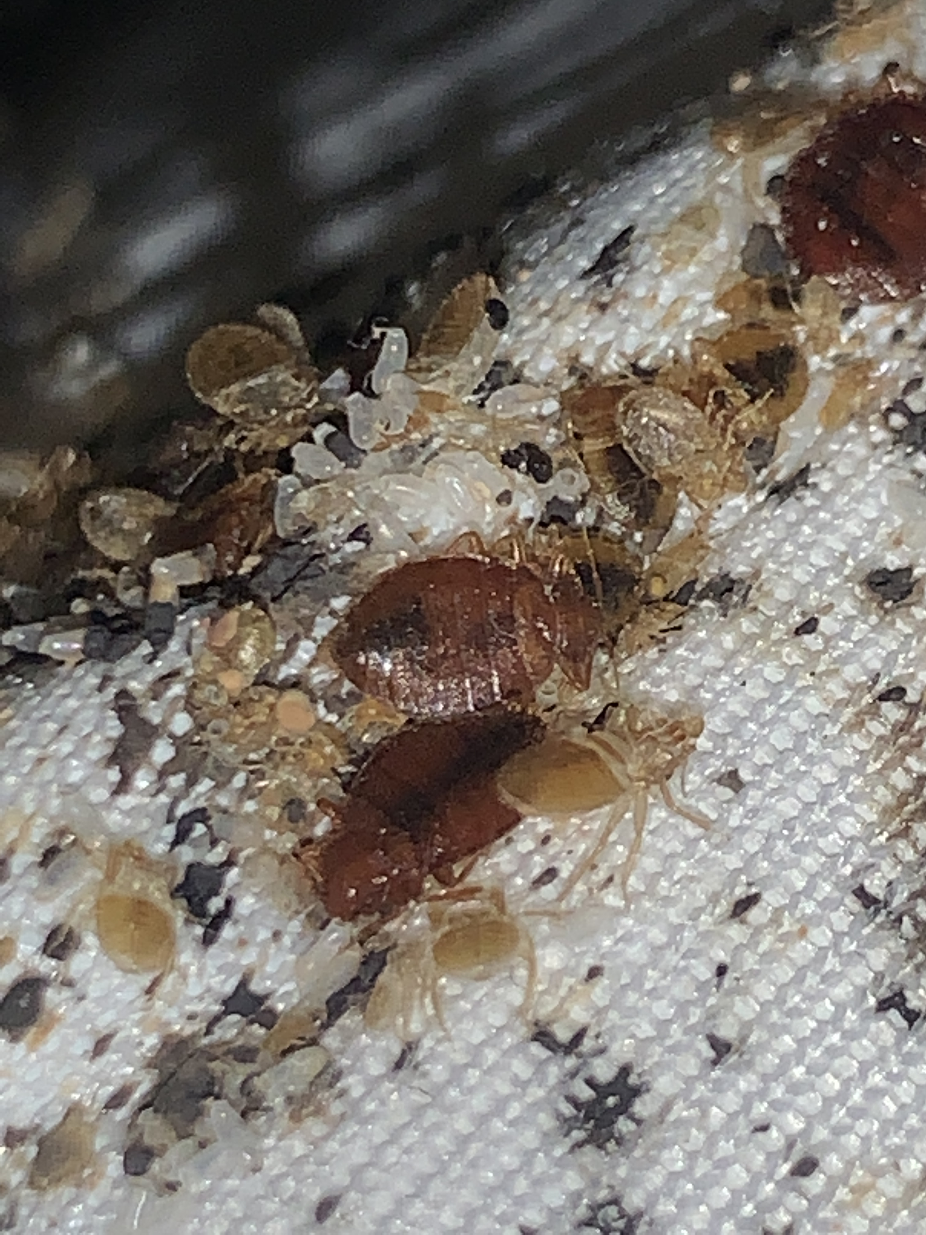 Heat Treatment for Bed Bugs